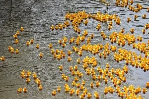 Miles de patitos de hule amarillos flotando en la corriente de un río.