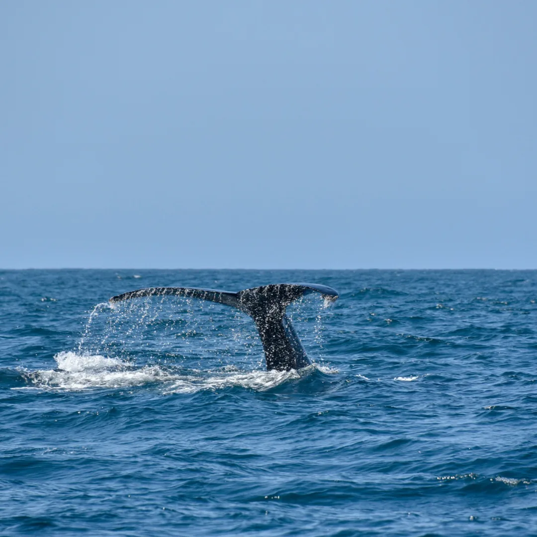 La ballena azul