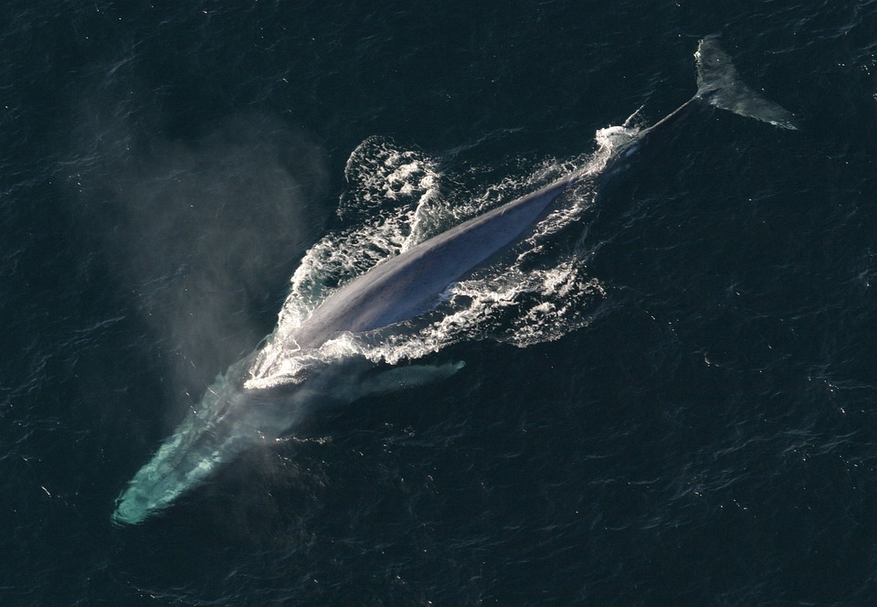 Ballena azul surcando el océano