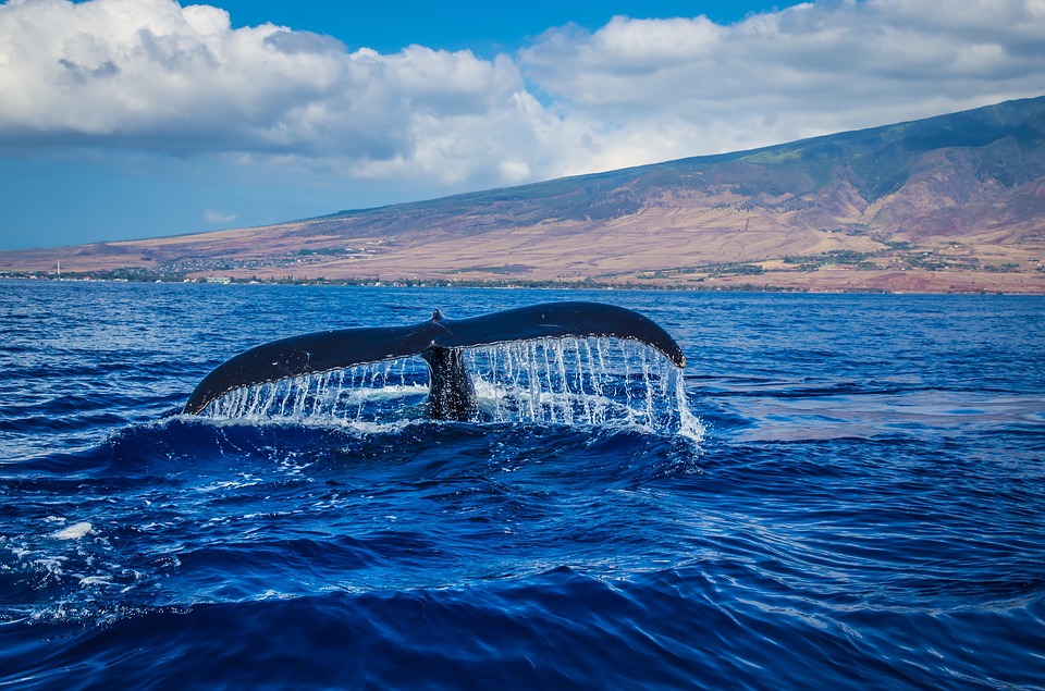 Cola de ballena que se sumerge en el mar azul.