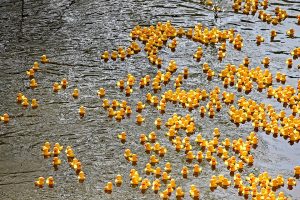 Miles de patitos de hule amarillos flotando en la corriente de un río.