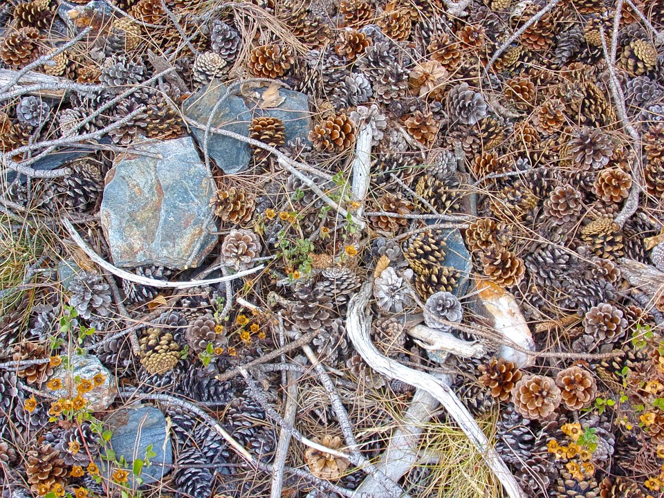 Suelos de bosque con algunas piedras, ramas y muchas de piñas de pino.