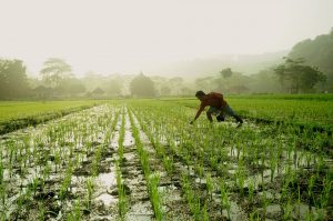 Panorámica de un campo de arroz en el que un hay un hombre trabajando.