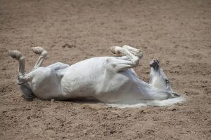 Caballo revolcándose en la tierra.