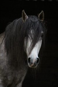 Cara de caballo tordillo.