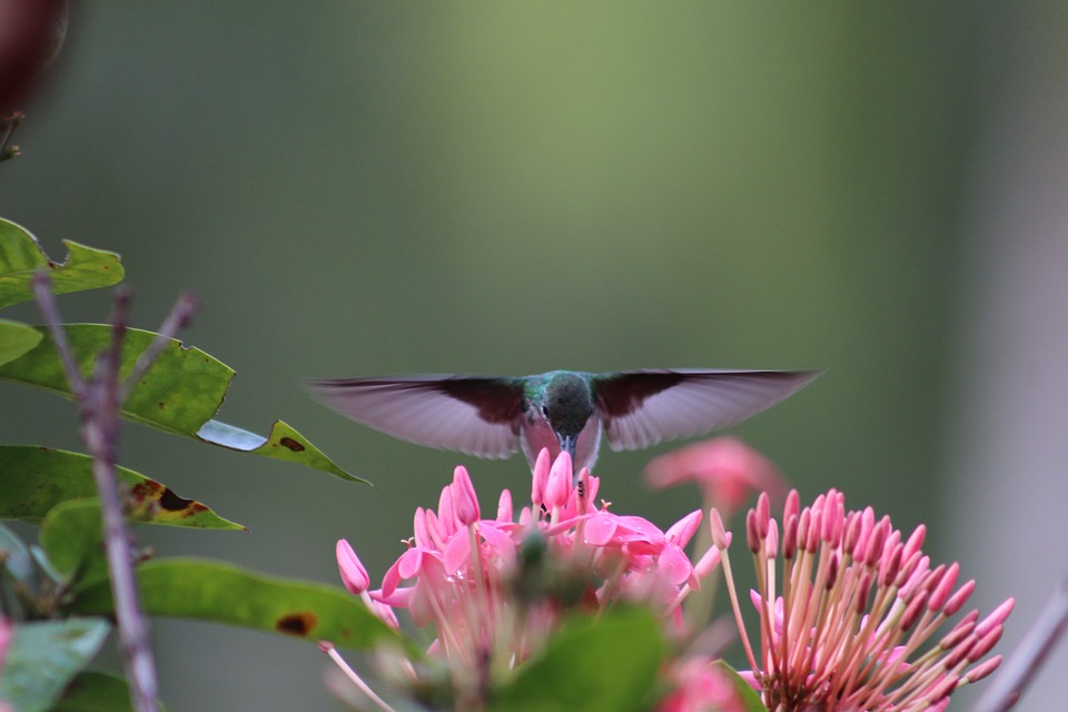 colibrí libando una flores